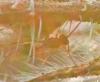 Tersilochinae inconnu